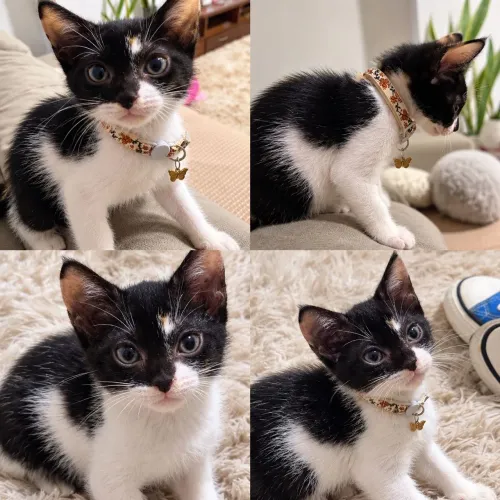 gatinha femêa 2 meses