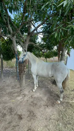 Cavalo tordilho marcha batida
