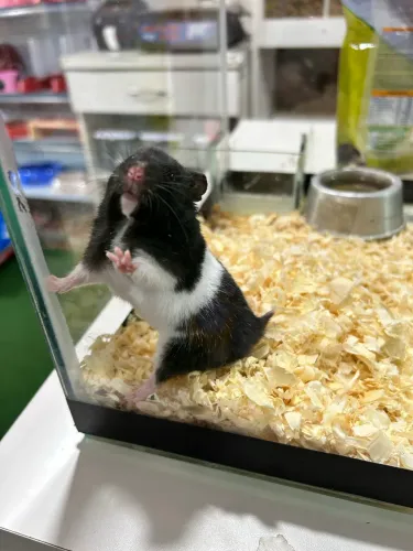 Hamster sírio filhote