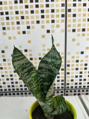 Mini Espada De São Jorge Muda