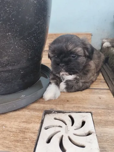 Pequeno amor em Shitzu