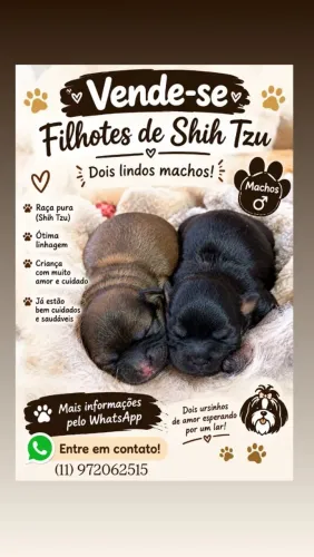 Filhotes de shih tzu