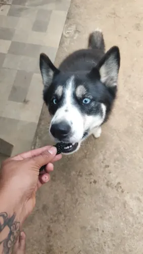 Doação responsável de husky fêmea ?