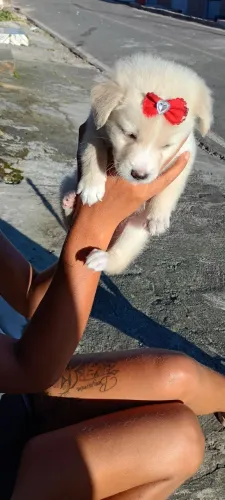 Filhote de cachorro
