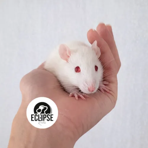 Ratos Twister Filhotes - Criados com Carinho