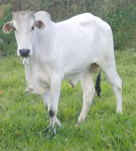 Vendo garrotes Nelore e vaca holandesa
