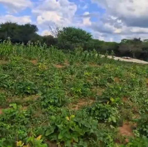 Terreno no Sítio Ilha Grande - Juazeirinho