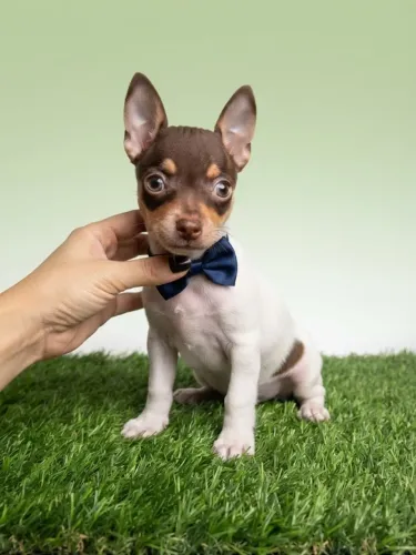 Pinscher Menino Lindo e Cheio de Amor