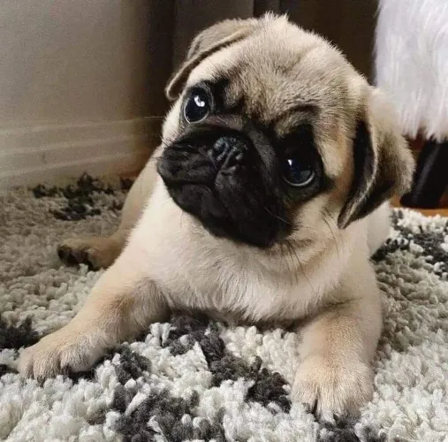 Pug - O Amor Em Quatro Patas Que Você Procura 