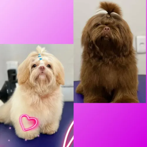 Shih tzu macho a procura de uma namorada
