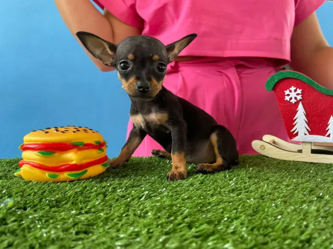 pinscher mini disponivel para reserva
