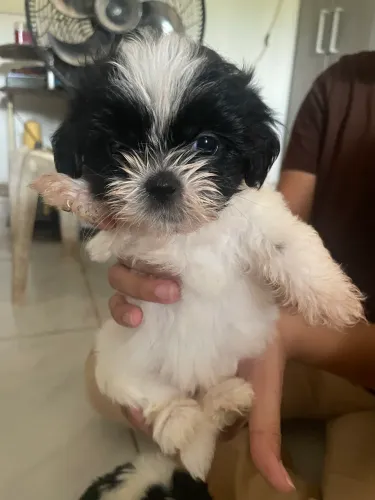 Filhotes de Shih Tzu