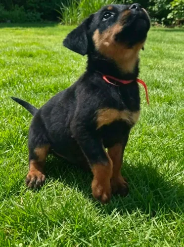 Filhotes de Rottweiler