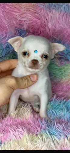 Chihuahua macho
