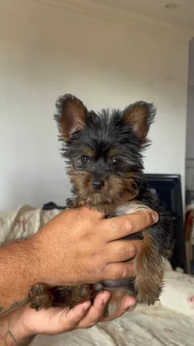 YORKSHIRE MACHO | 3 MESES