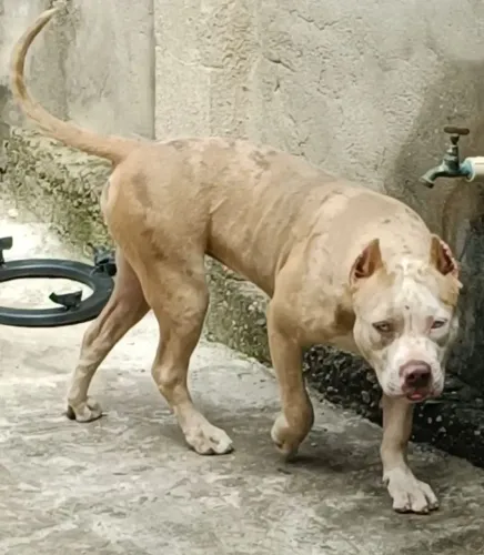 Pitmonster fêmea