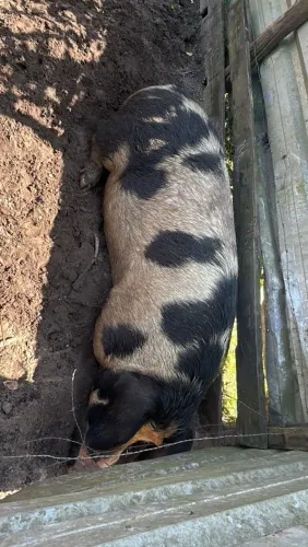 Porca a venda 