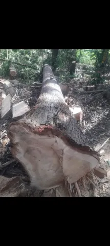 Eucalipto para serraria pontes e outros