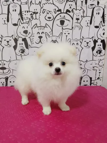 Spitz alemão vendo ou troco