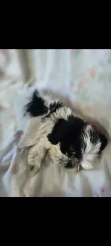 Vendo lindos filhotes macho de Shitzu