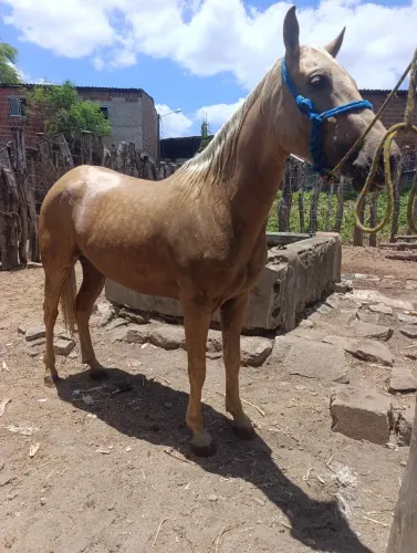 Vendo ou troco uma potra quarto de milha 