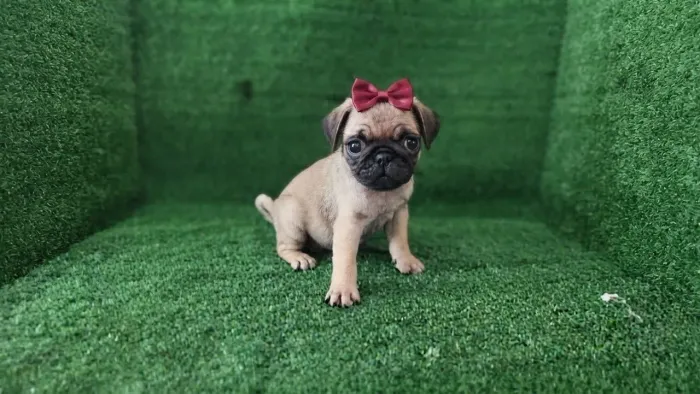 Filhote de Pug Fêmea 