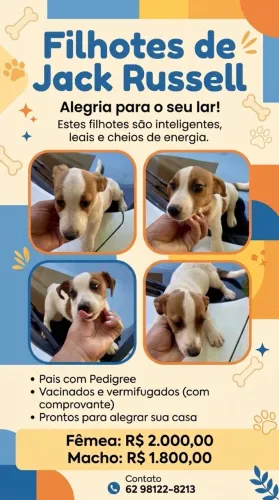 Filhote de Jack Russell