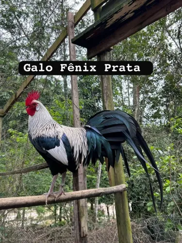 Pintinhos fênix prata 