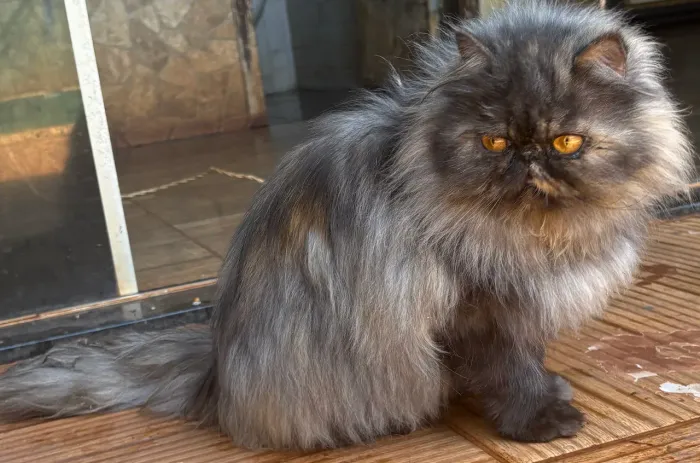 Gata persa 9 meses