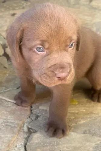 Labrador chocolate ingles bem parrudo 