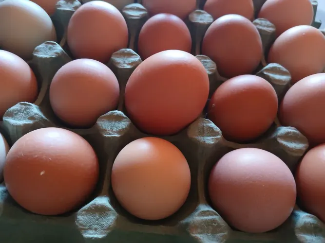 Ovos de galinha capoeira