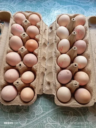 Ovos galados índio puro