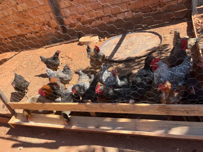 Galinhas