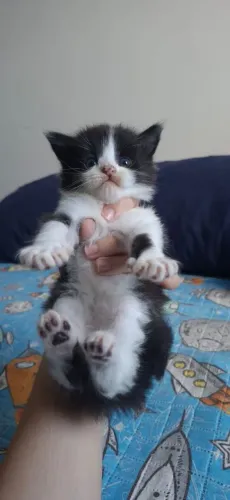 Filhotes Maine Coon gatos disponíveis 