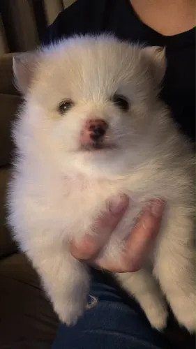 filhotes de Lulu da Pomerânia (Spitz Alemão)