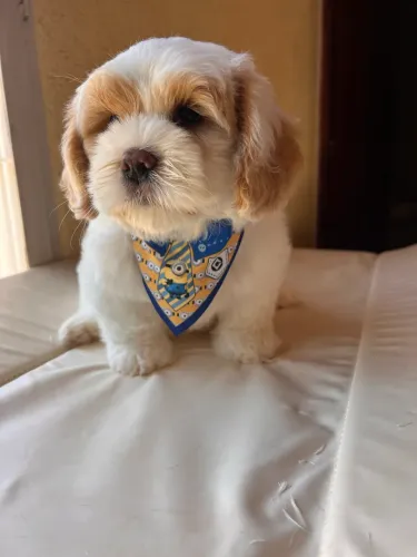 Filhote de Shihtzu aproximadamente 3 meses