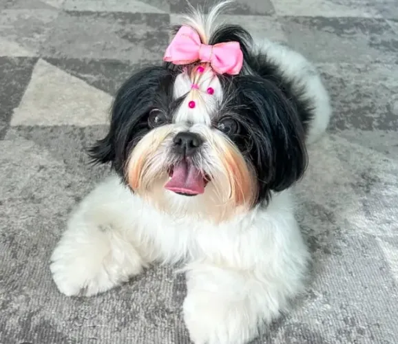 ? Doação Responsável - Shih Tzu