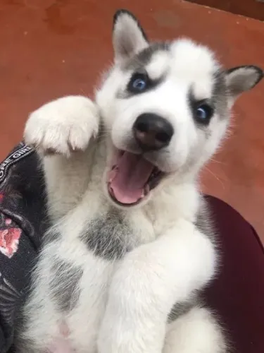 Husky siberiano Seu novo pet dos sonhos pode ser esse