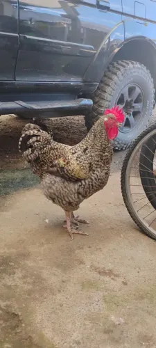 Galo carijó lindooooo e saudável 