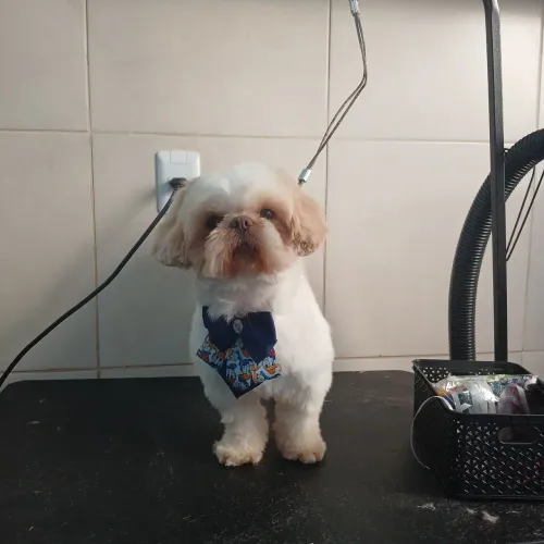 Shih tzu adulto 