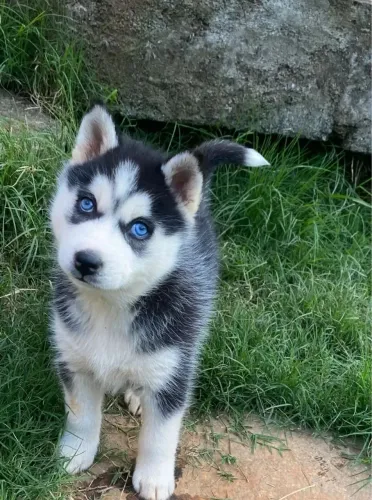 Husky siberiano O presente que vai render sorrisos todos os dias