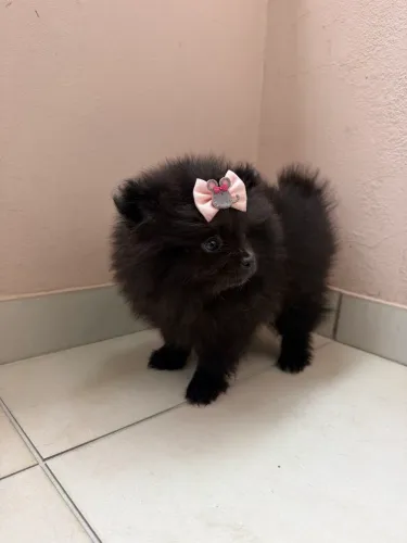 Spitz alemão anão fêmea
