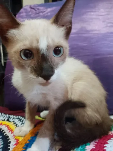 Doação gato macho 