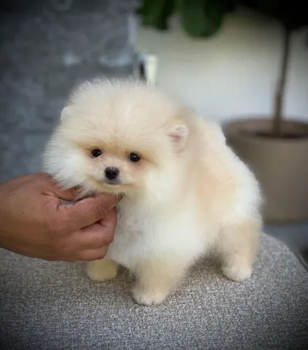 Spitz alemão anão filhotes /Com pedigree micro chip 