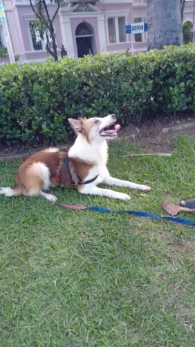 Boder collie com pedigree