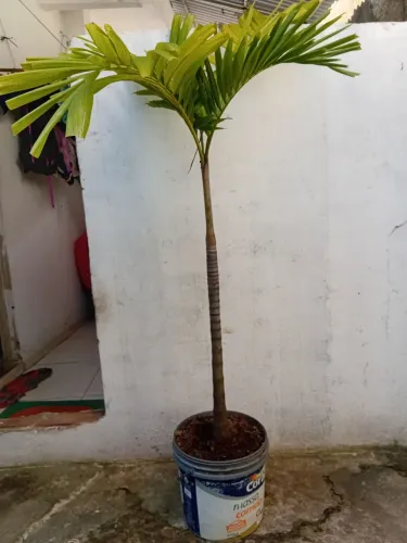 Vendo plantas naturais