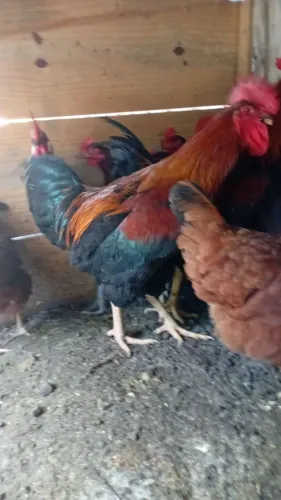 Galos gigante negro