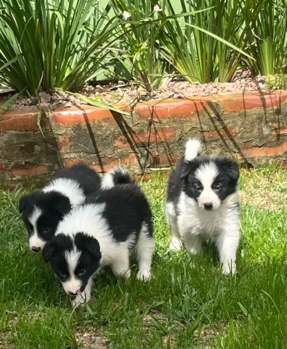 Border Collie