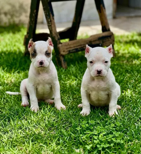 PITBULL FILHOTES TOP VACINADOS -10 X NO CARTÃO 