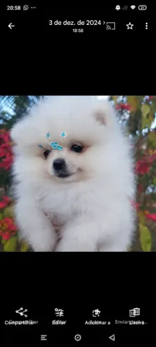 Spitz alemão anão Lulu da Pomerania 